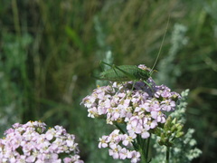 Poecilimon intermedius
