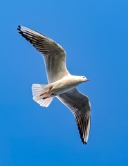 Chroicocephalus genei