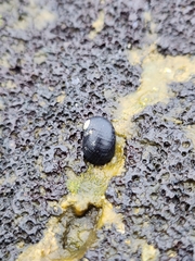 Nerita picea