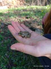 Pelophylax bedriagae