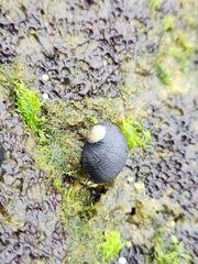 Nerita picea