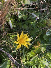 Arctotheca prostrata