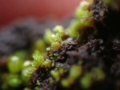 Bryum barnesii