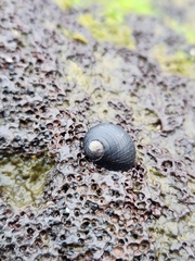 Nerita picea