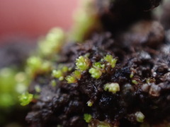 Bryum barnesii