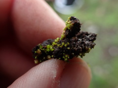Bryum barnesii