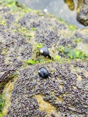 Nerita picea