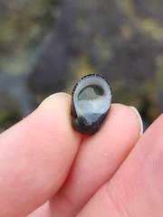 Nerita picea