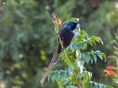 Nectarinia kilimensis