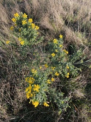 Genista monspessulana