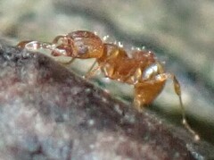 Wasmannia auropunctata