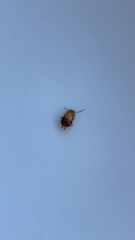 Ectobius pallidus