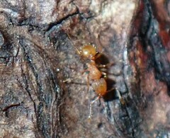 Wasmannia auropunctata