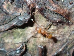 Wasmannia auropunctata