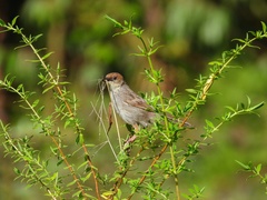 Cisticola hunteri
