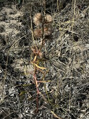 Liatris aspera