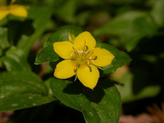 Lysimachia nemorum