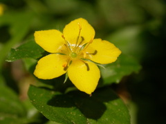 Lysimachia nemorum