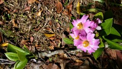 Pereskia grandifolia image