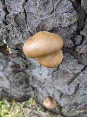 Sarcomyxa serotina