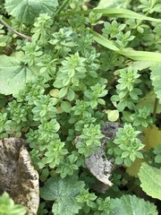 Galium murale