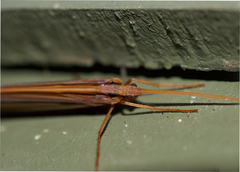 Psychoglypha bella