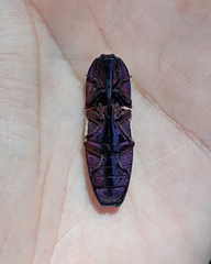 Chalcolepidius limbatus