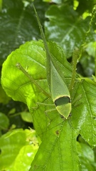 Stilpnochlora