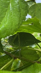 Stilpnochlora