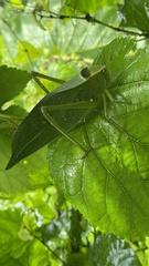 Stilpnochlora