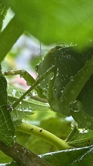 Stilpnochlora
