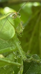 Stilpnochlora
