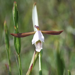 Cleistesiopsis
