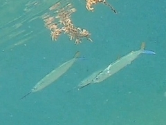 Hemiramphus brasiliensis
