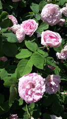 Rosa centifolia