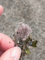 Corallina officinalis