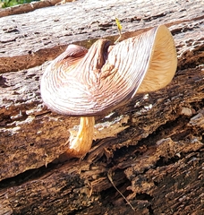 Pluteus exilis