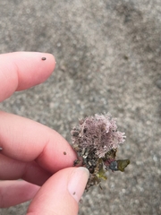 Corallina officinalis