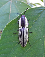 Chalcolepidius limbatus