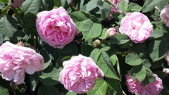 Rosa centifolia