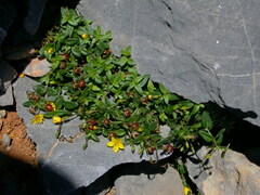 Lysimachia serpyllifolia