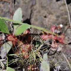 Drosera capillaris