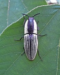 Chalcolepidius limbatus
