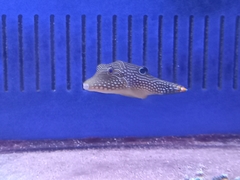 Canthigaster papua