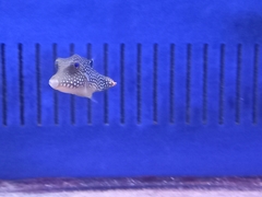 Canthigaster papua