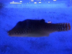 Canthigaster papua