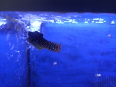 Canthigaster papua