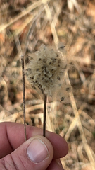 Anemone cylindrica
