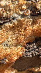 Steccherinum ochraceum