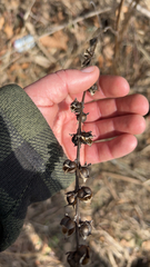 Dasistoma macrophylla